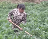 文章附图